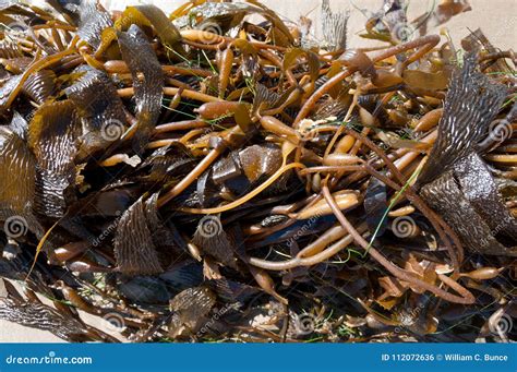 Maguc seaweed pisno beach